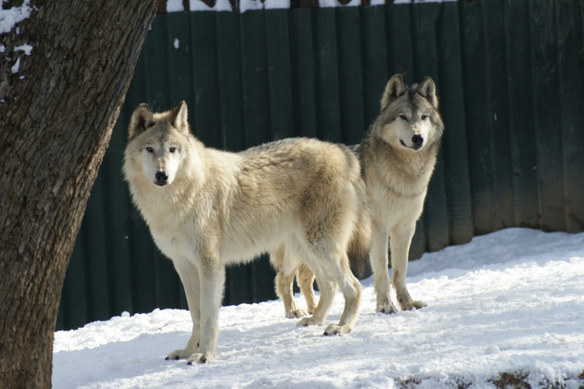 Imagen del zoo de Madrid