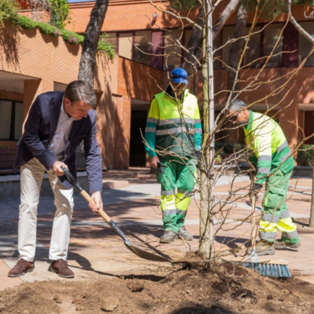 Tres Cantos plantará cerca de 3.000 árboles y refuerza su apuesta verde