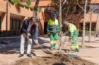 Tres Cantos plantará cerca de 3.000 árboles y refuerza su apuesta verde