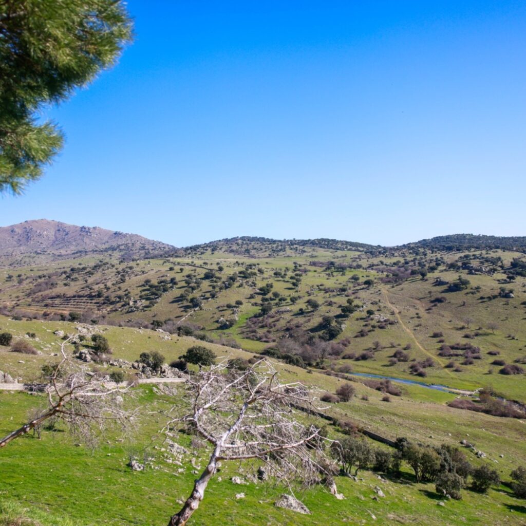 Colmenar Viejo autoriza el pastoreo en la Dehesa de Navalvillar hasta septiembre