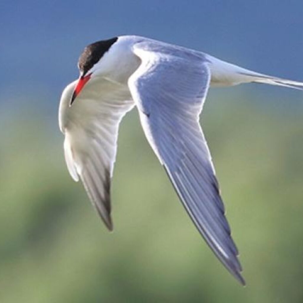 La Comunidad de Madrid acoge una exposición fotográfica dedicada a las aves migratorias de la región